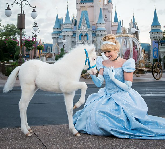 Cinderella Has A New Fluffy Pony At Disney World Blogs