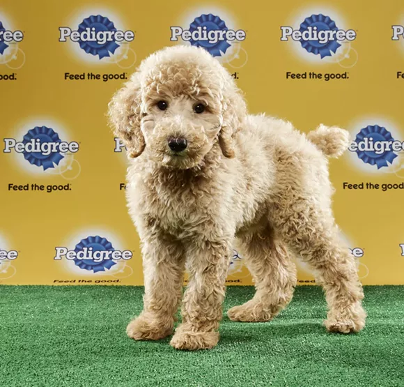 orlando puppies orlando rescue puppies to play in animal planet s puppy bowl xiii blogs orlando puppies orlando rescue puppies to play in animal planet s puppy bowl xiii blogs