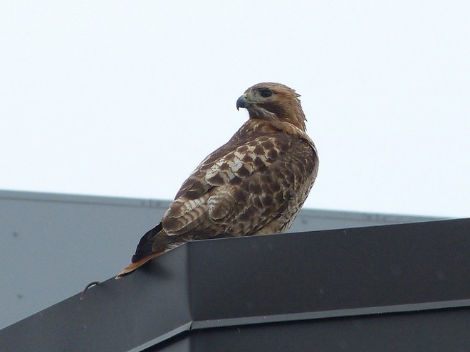 Not the golf-hating hawk in question, but a red tail hawk nonetheless - PHOTO VIA BRIAN RUSNICA/FLICKR