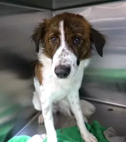 Dogs From The Bahamas Are Up For Adoption At The Pet Alliance Of Greater Orlando Blogs