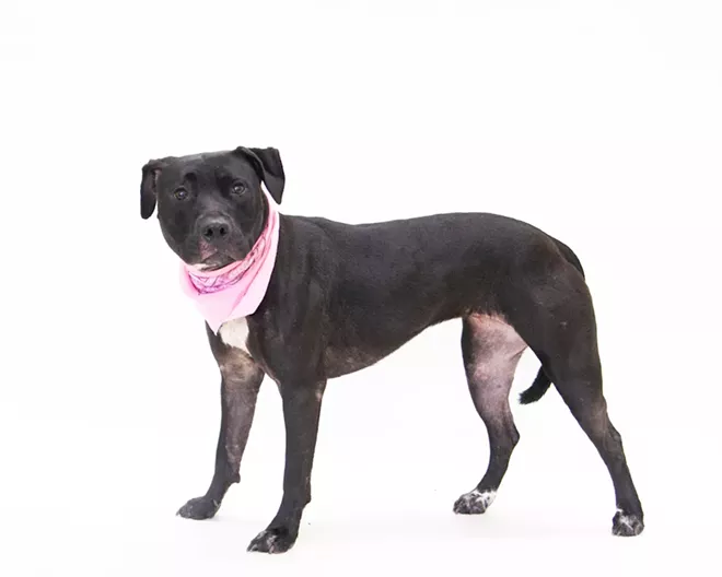 PHOTO BY PAWSITIVE PET PHOTOGRAPHY