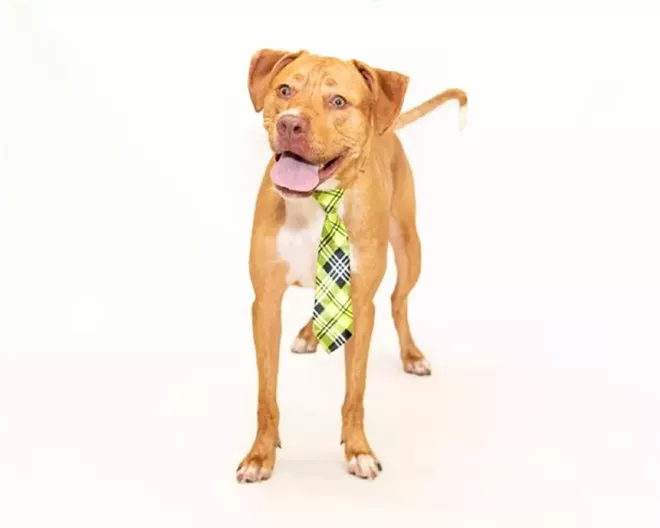 PHOTO BY PAWSITIVE PET PHOTOGRAPHY