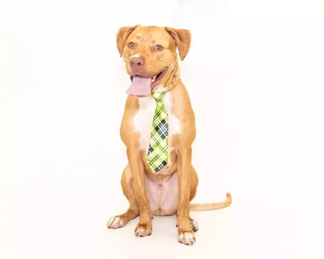 PHOTO BY PAWSITIVE PET PHOTOGRAPHY