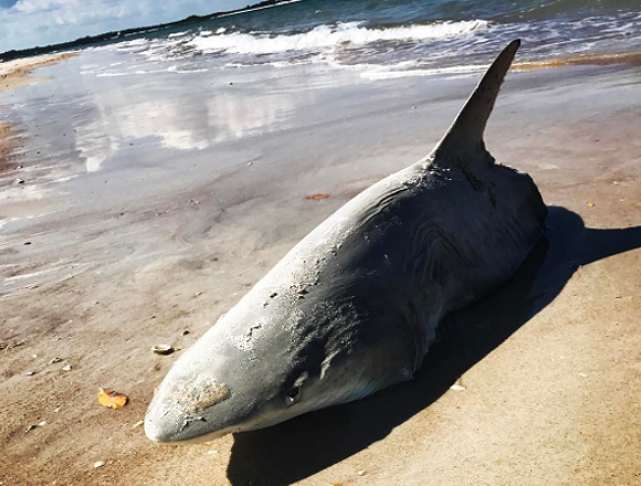 A Half Eaten Shark Washed Up On New Smyrna Beach Last Weekend Blogs