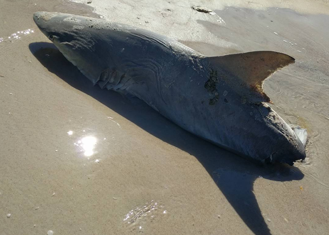 A Half Eaten Shark Washed Up On New Smyrna Beach Last Weekend Blogs