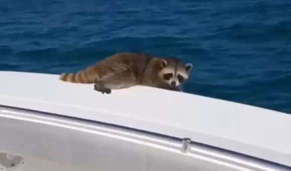 SCREENSHOT VIA THOMAS COPE/FACEBOOK