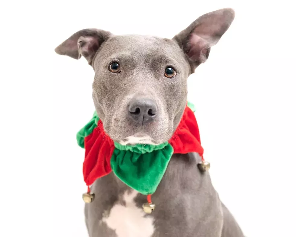 Jewels (A444121) - PHOTO BY PAWSITIVE SHELTER PHOTOGRAPHY