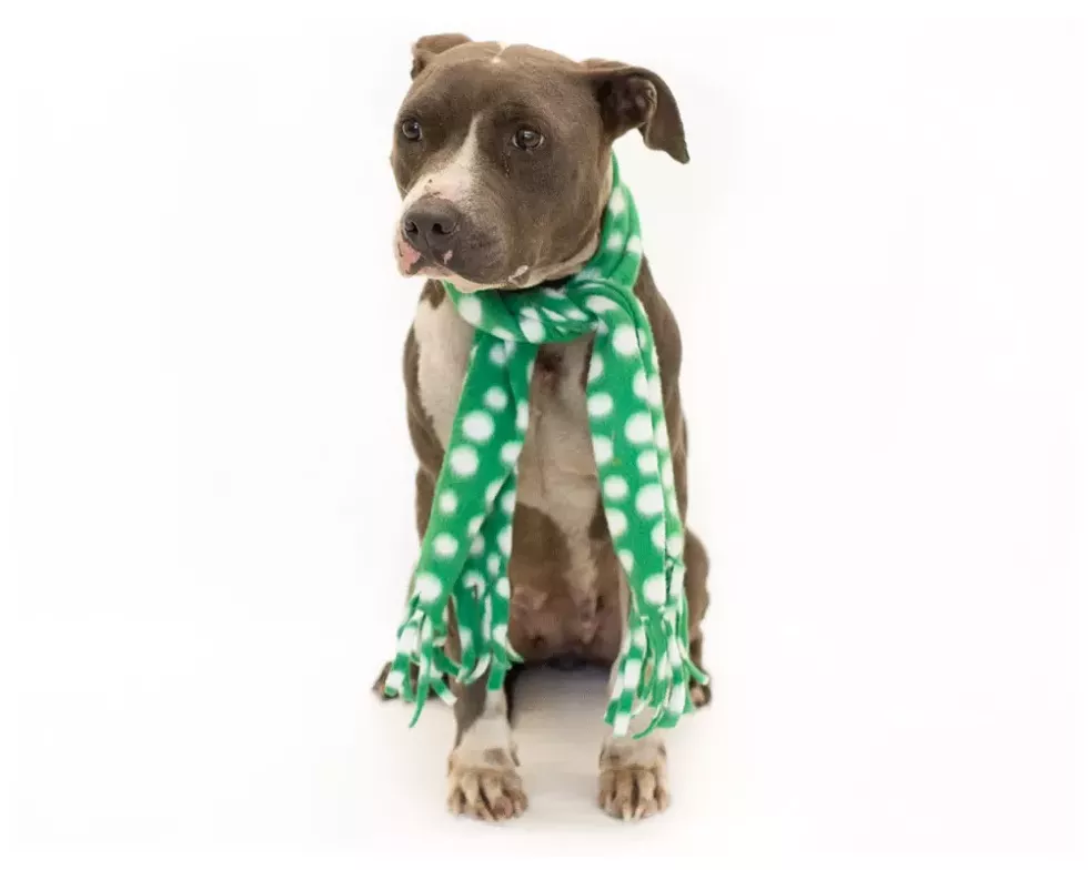 Diamond (A444136) - PHOTO BY PAWSITIVE SHELTER PHOTOGRAPHY