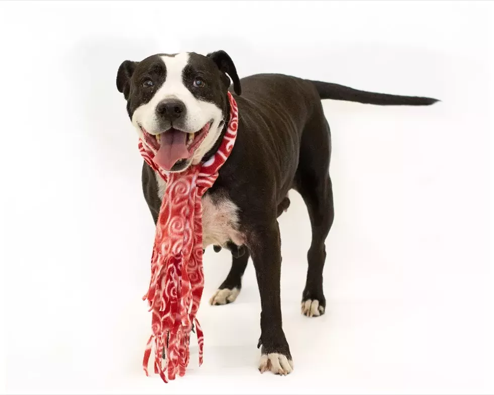 Lola (A443985) - PHOTO BY PAWSITIVE SHELTER PHOTOGRAPHY