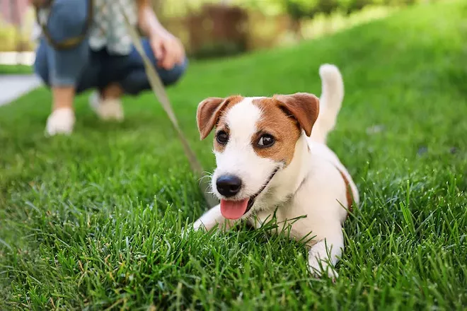 paws_in_the_park_adobestock_281903517.jpeg
