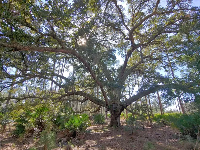 Split Oak Forest - PHOTO BY DAVE PLOTKIN