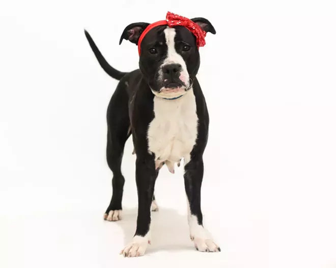 PHOTO BY PAWSITIVE PET PHOTOGRAPHY