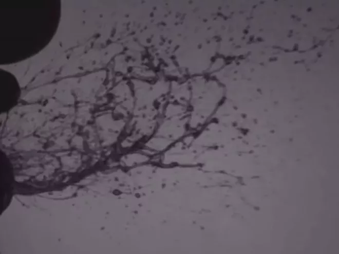 SCREENSHOT VIA NATURE/YOUTUBE
