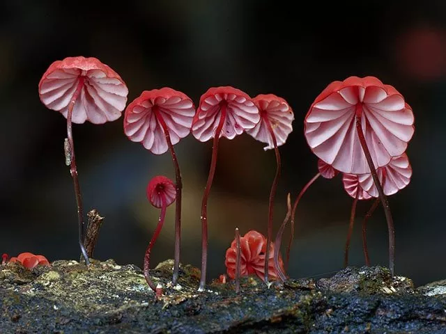 'FANTASTIC FUNGI'