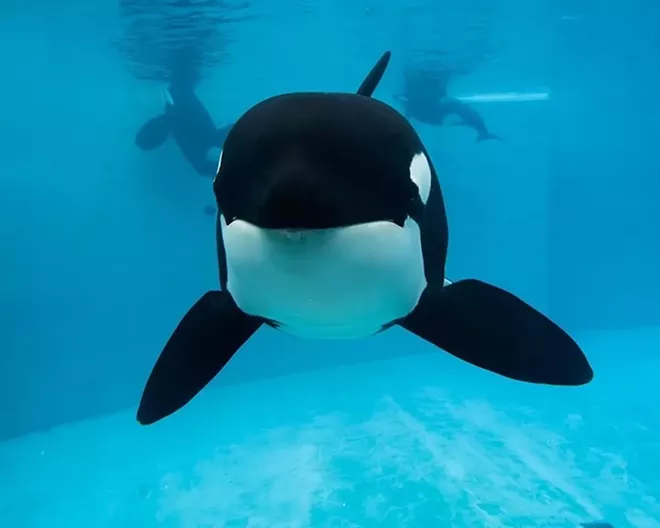 PHOTO VIA SEAWORLD