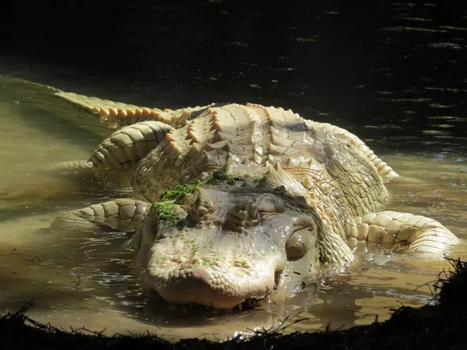 A rare albino alligator at Gatorland. - PHOTO BY CAROLINE SILVA