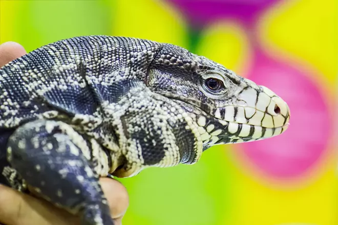 A tegu lizard - PHOTO VIA ADOBE STOCK