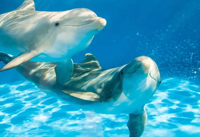 PHOTO COURTESY SEAWORLD/FACEBOOK