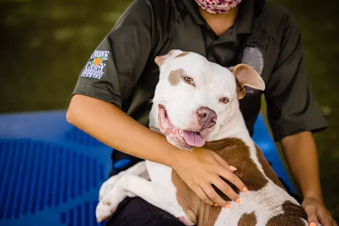Tonka (A450668) - PHOTO COURTESY OCAS