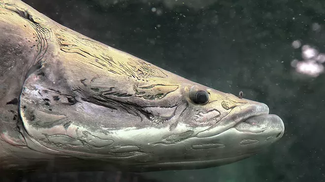 Citizens Of Florida Welcome Your New River Monster Overlords Blogs Citizens Of Florida Welcome Your New River Monster Overlords Blogs
