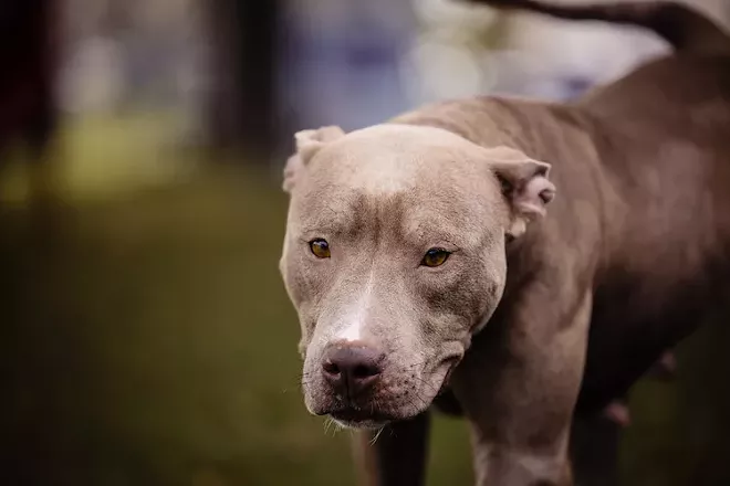 Coco (A460742) - PHOTO VIA OCAS