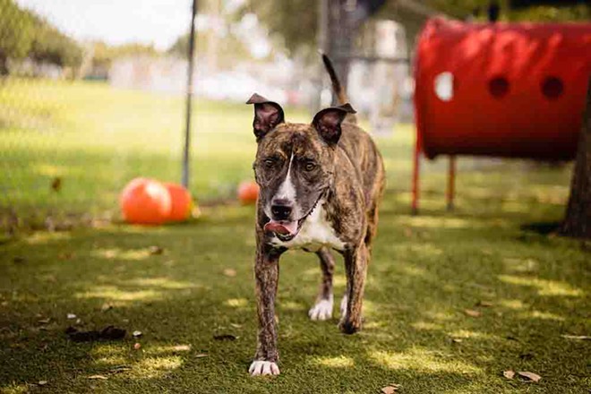 Adoptable dog Tigger is ready to bounce out of Orange County Animal Services and into your home | Gimme Shelter | Orlando
