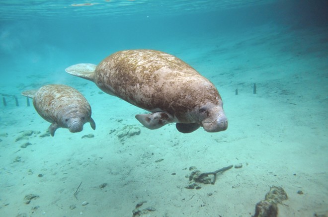 Florida congressmen are pushing a bill to designate manatees as an endangered species. - ADOBE