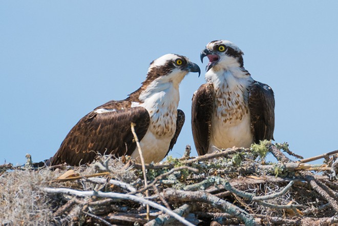 Ospreys are being considered as a replacement for Florida's state bird. - ADOBE