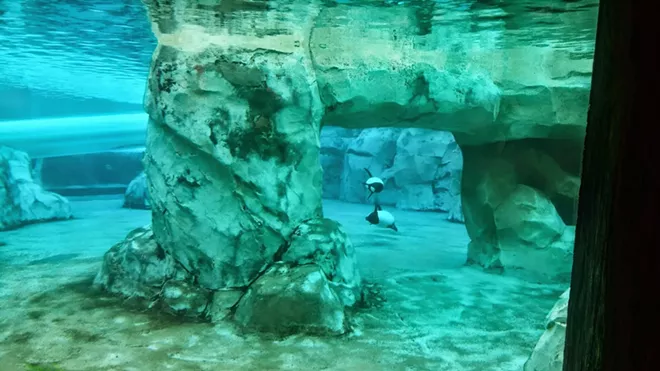 The Commerson's dolphins at Aquatica Orlando prior to the introduction of other species in their habitat - IMAGE VIA KEN STOREY