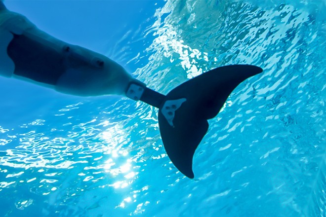 The custom prosthetic developed for Winter the Dolphin - IMAGE VIA THE CLEARWATER MARINE AQUARIUM