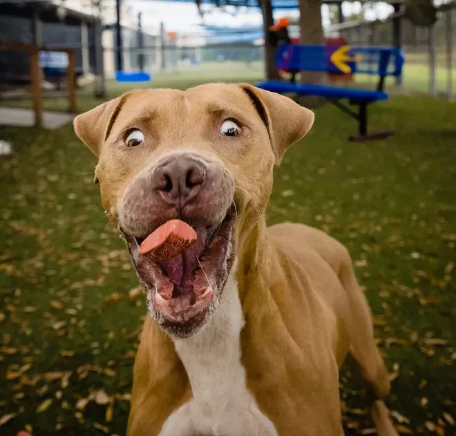 Kody (A434158) - PHOTO VIA OCAS