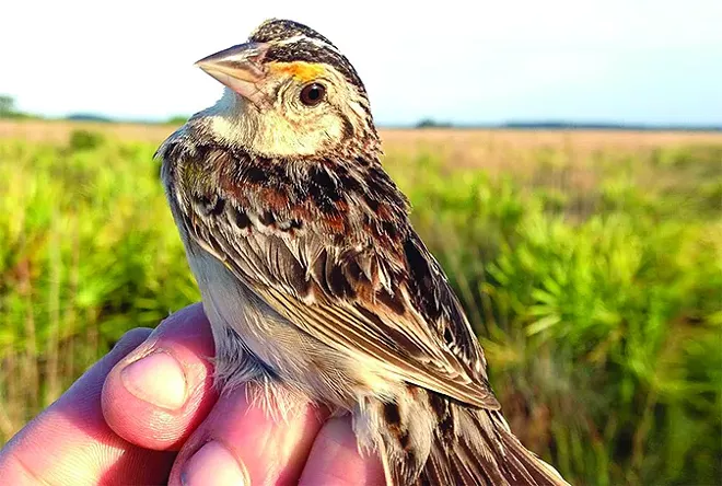 PHOTO COURTESY WHITE OAK CONSERVATION FOUNDATION