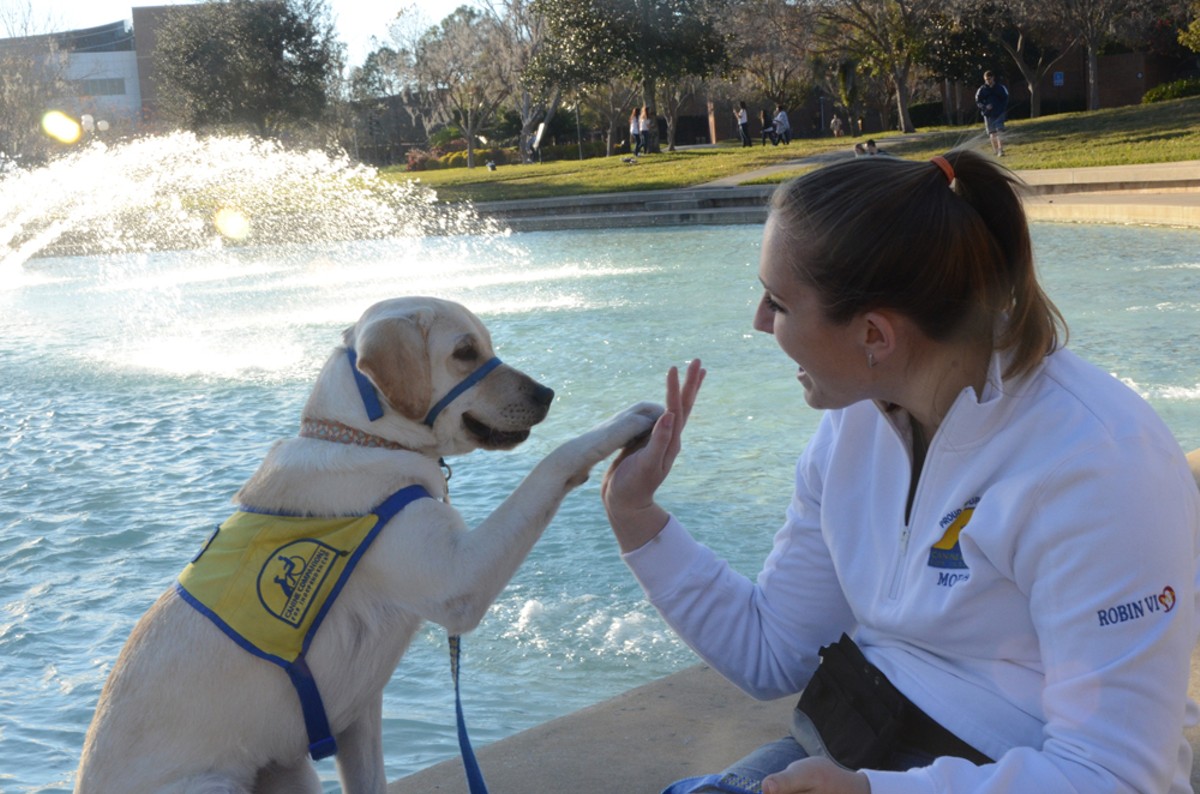 Morgan Bell is training Robin to be a service dog. The two live on campus at UCF.