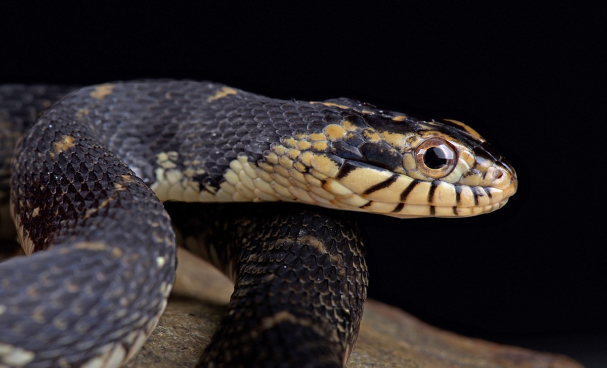 Florida water snake (Nerodia fasciata pictiventris)
