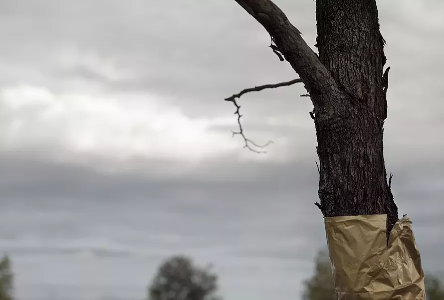 "GOLD PAPER TREE" BY DAWN ROE