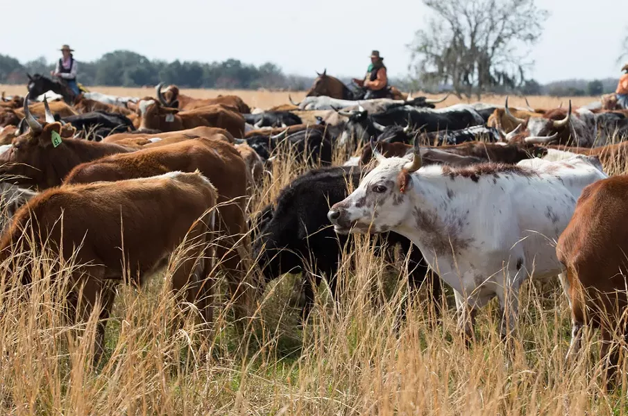 Nearly 500 head of Cracker cows and - other cattle made the almost 60-mile trip - from St. Cloud to Kenansville.