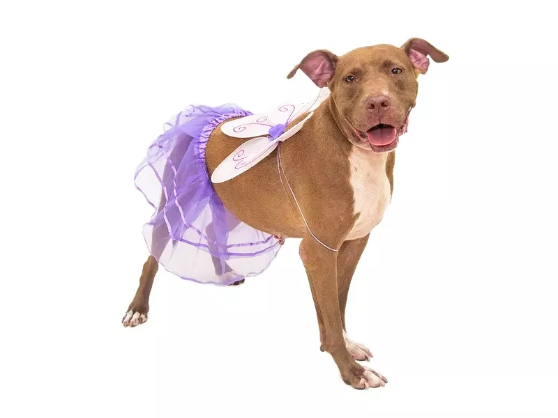 PHOTO BY PAWSITIVE PET PHOTOGRAPHY