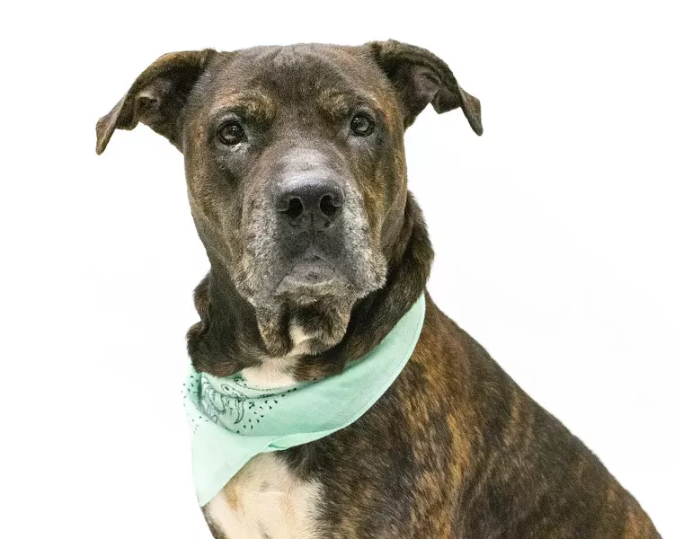PHOTO COURTESY ORANGE COUNTY ANIMAL SERVICES