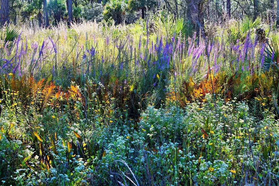 Tosohatchee wildflowers - PHOTO BY ASHLEY BELANGER