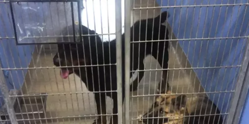 Orange County Animal Services has nearly 200 dogs in its care.