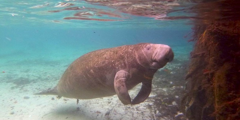 Decompress with this video of a manatee ripping a massive fart