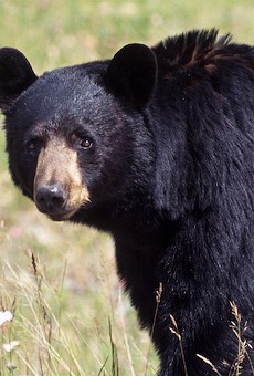 A bear that attacked two dogs and destroyed an SUV in Longwood has been killed, officials say