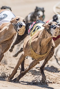 Judge blocks proposed ban on greyhound racing from Florida ballot