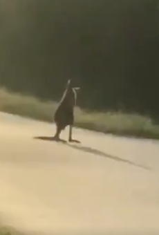 A pet kangaroo named 'Storm' is running loose in a Florida neighborhood right now