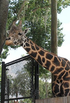 Central Florida Zoo's popular giraffe, Emba, has died