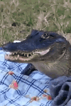This alligator ate a University of Florida couple's picnic with zero remorse