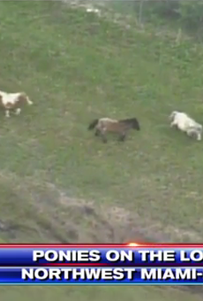 A herd of escaped miniature ponies led officers on a wild chase along the Florida Turnpike Wednesday morning