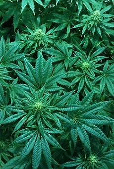 Florida approves Gainesville nursery to grow medical marijuana