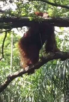 An Orangutan escaped from its enclosure at Busch Gardens today