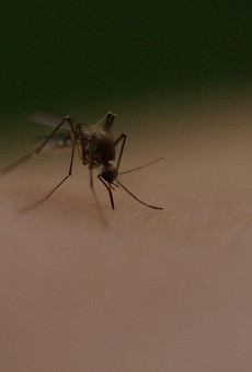 4 possible non-travel-related Zika cases are now being investigated in Florida